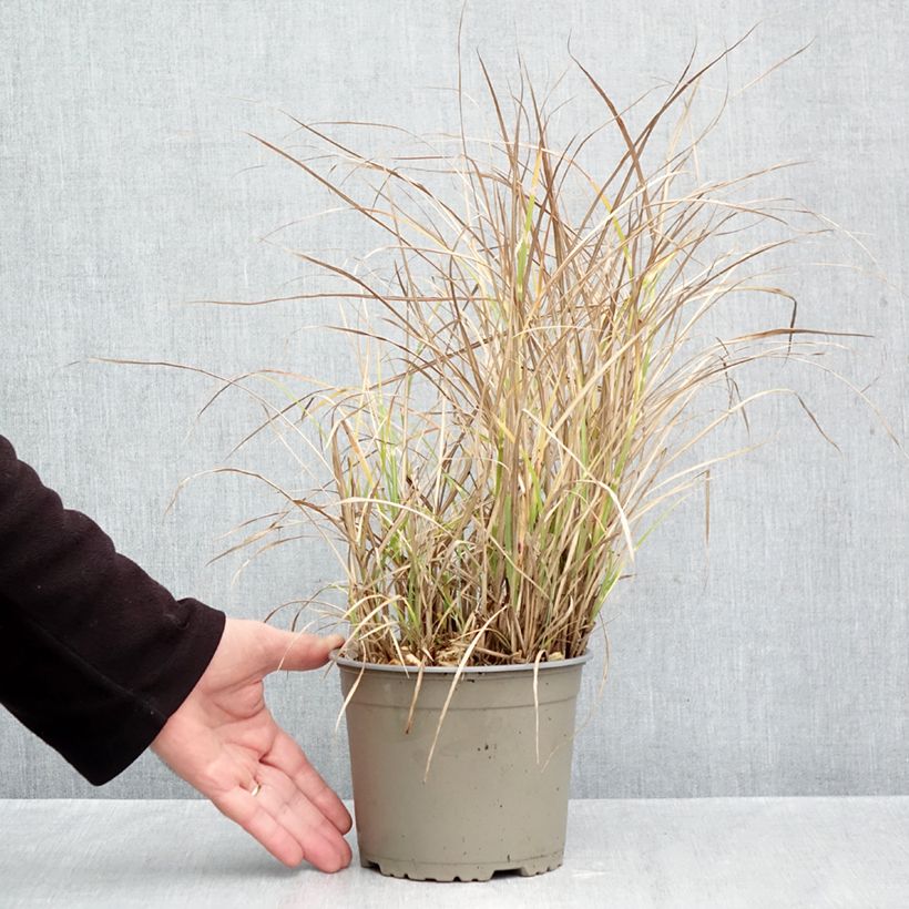 Esemplare di Miscanthus sinensis Little Zebra Vaso da 2L/3L come consegnato in autunno