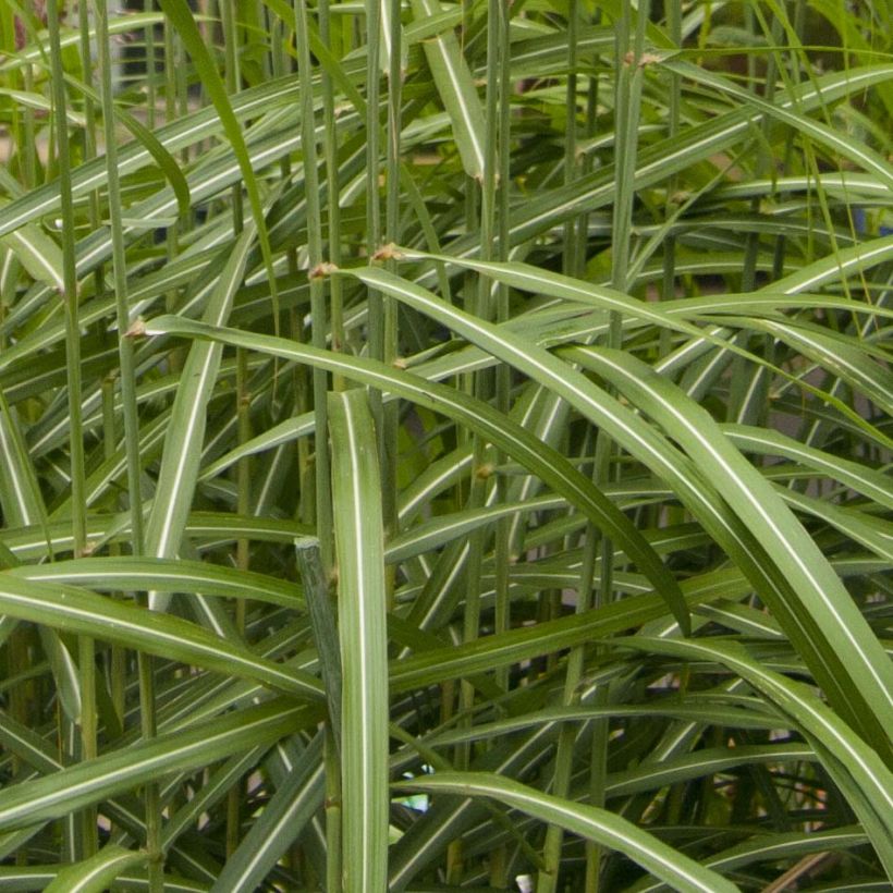 Miscanthus sinensis Malepartus (Foliage)