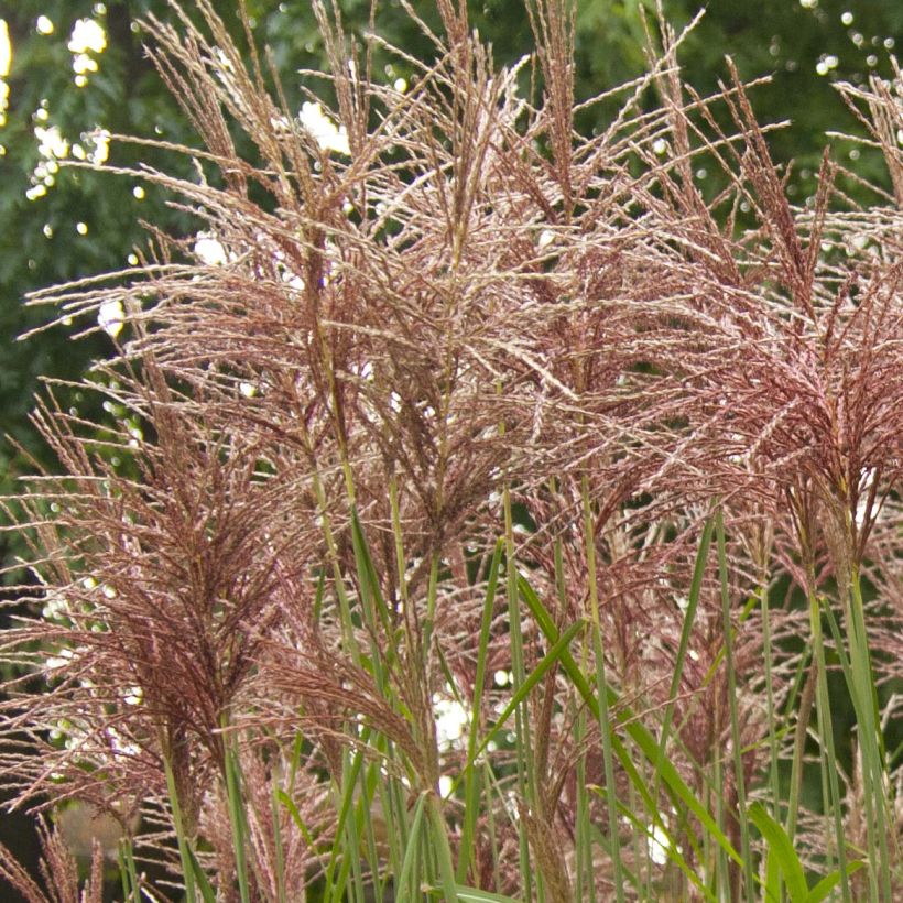 Miscanthus sinensis Malepartus (Flowering)