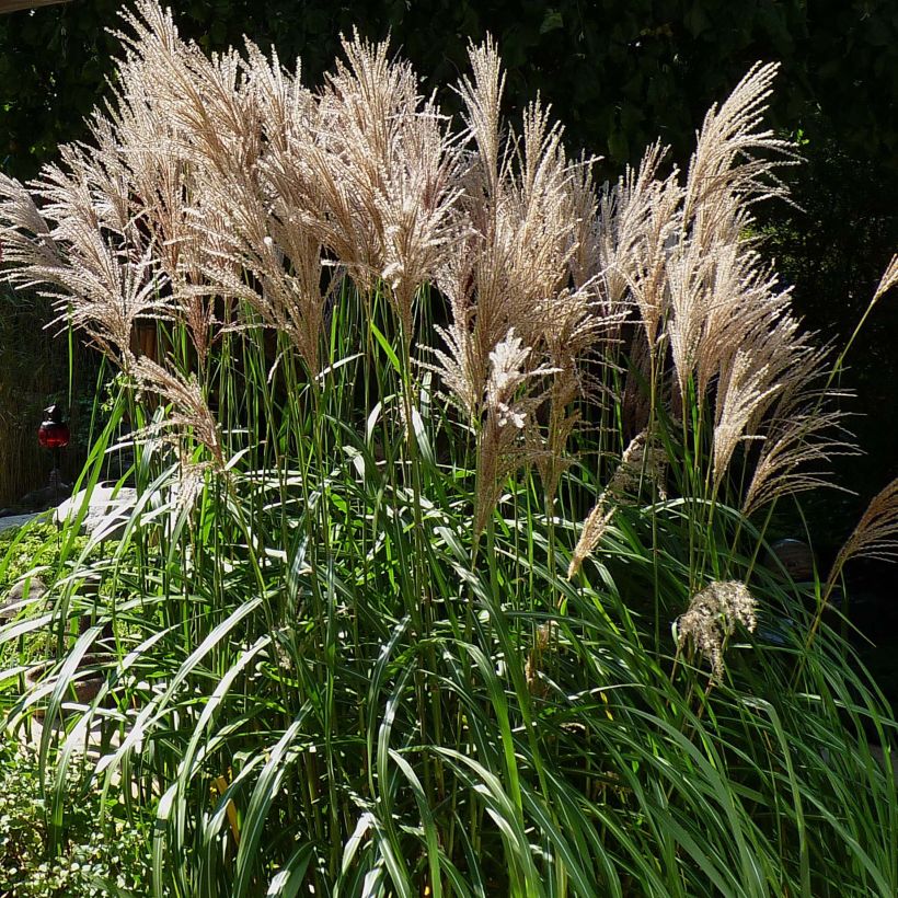 Miscanthus sinensis Malepartus (Plant habit)
