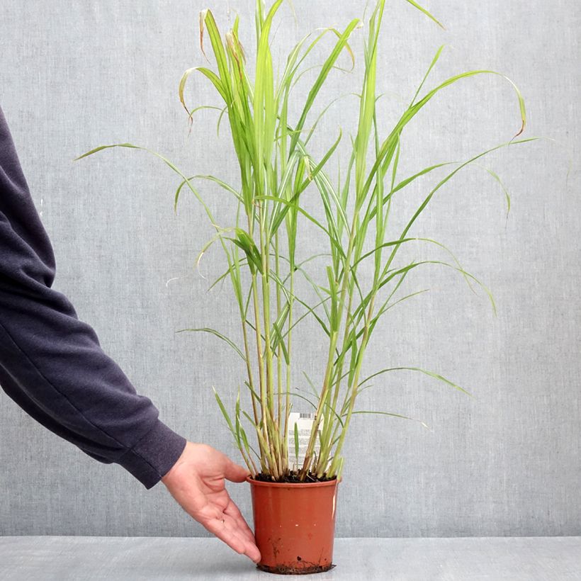 Example of Miscanthus sinensis Malepartus Vaso da 1L/1,5L as you get in printemps