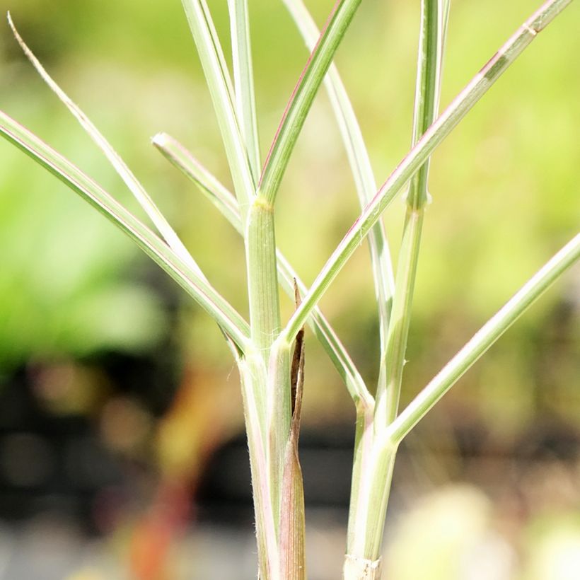 Miscanthus sinensis Morning Bright (Foliage)