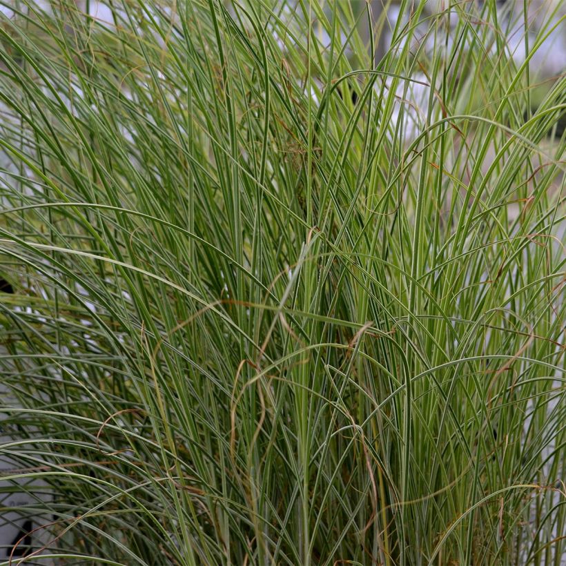 Miscanthus sinensis Morning Light (Fogliame)
