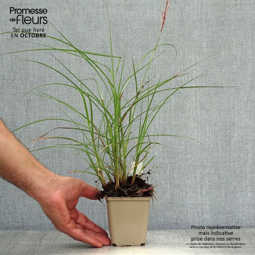 Esemplare di Miscanthus sinensis Red Chief Vasetto da 8/9 cm come consegnato in autunno