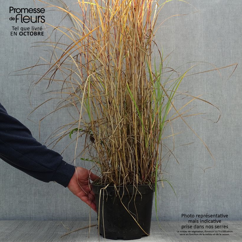 Esemplare di Miscanthus sinensis Red Chief - Roseau de Chine Pot de 4L/5L come consegnato in autunno