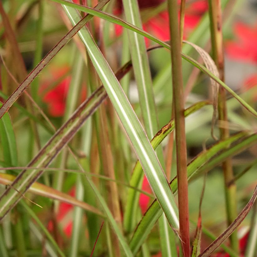 Miscanthus sinensis Samurai (Foliage)