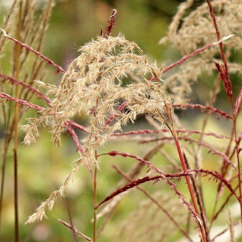 Miscanthus sinensis Samurai (Flowering)
