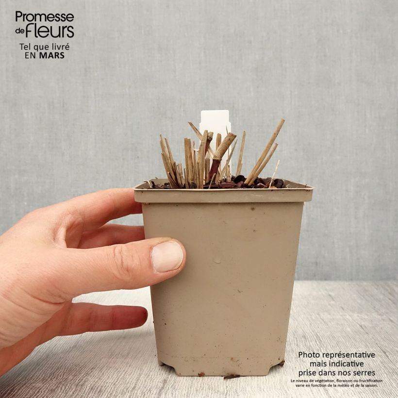 Miscanthus sinensis Sarabande Vasetto da 8/9 cm esemplare consegnato in primavera