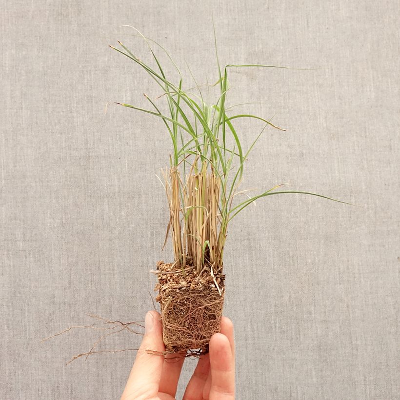 Miscanthus sinensis Strictus Dwarf mini zolla... esemplare consegnato in primavera