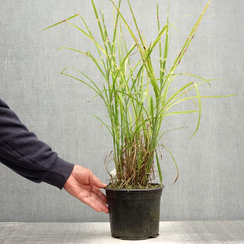 Esemplare di Miscanthus sinensis Strictus Vaso da 2L/3L consegnato in estate