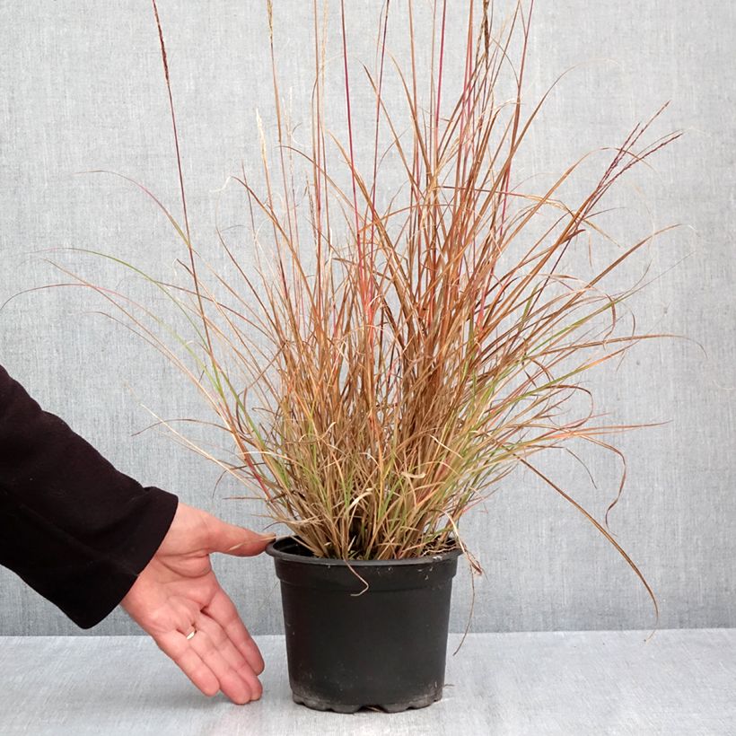 Esemplare di Miscanthus sinensis Yaku-Jima Vaso da 2L/3L come consegnato in autunno
