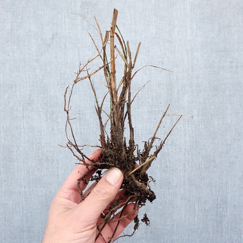 Miscanthus sinensis Yaku-Jima Piante piccole a radice nuda esemplare consegnato in inverno