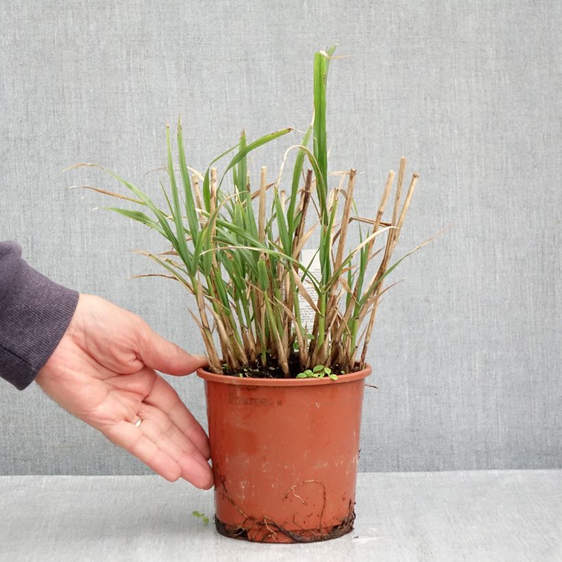 Esemplare di Miscanthus transmorrisonensis Vaso da 1L/1,5L come consegnato in autunno