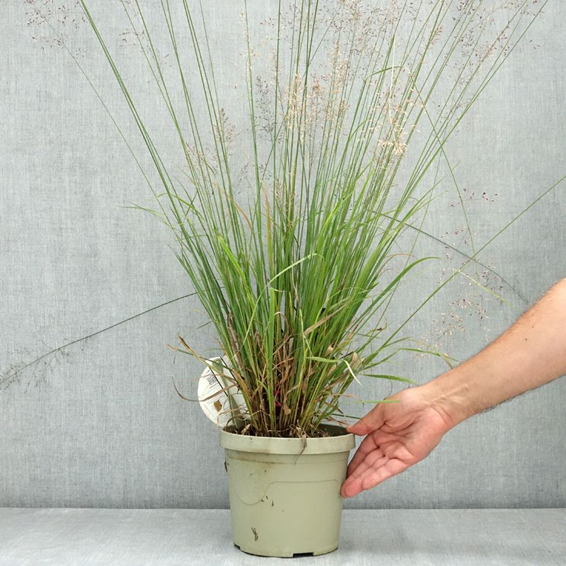 Esemplare di Molinia caerulea Banshee Vaso da 3L/4L consegnato in estate