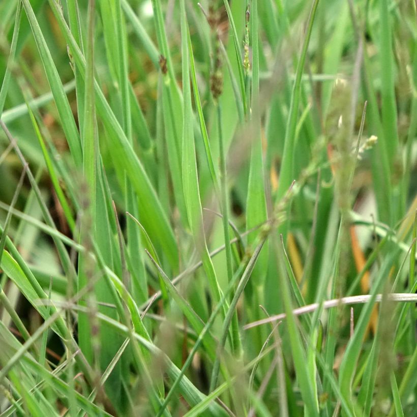 Molinia caerulea Moorflamme (Fogliame)
