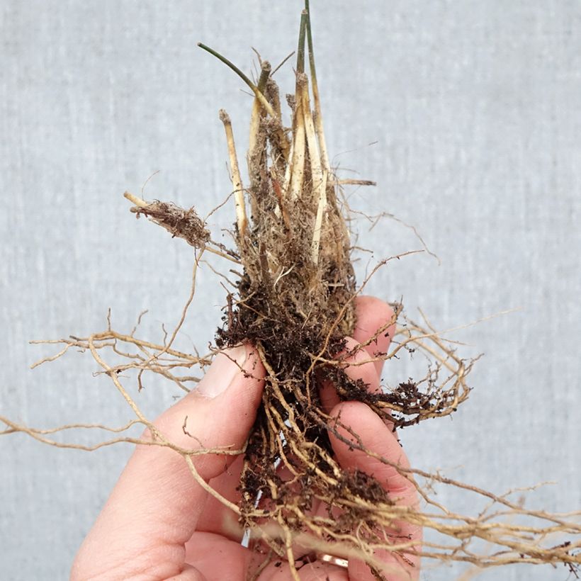 Molinia caerulea Moorhexe Piante piccole a radice nuda esemplare consegnato in inverno