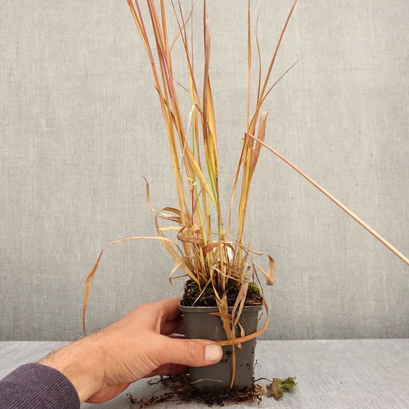 Esemplare di Molinia caerulea subsp. arundinacea Fontäne Vasetto da 8/9 cm come consegnato in autunno