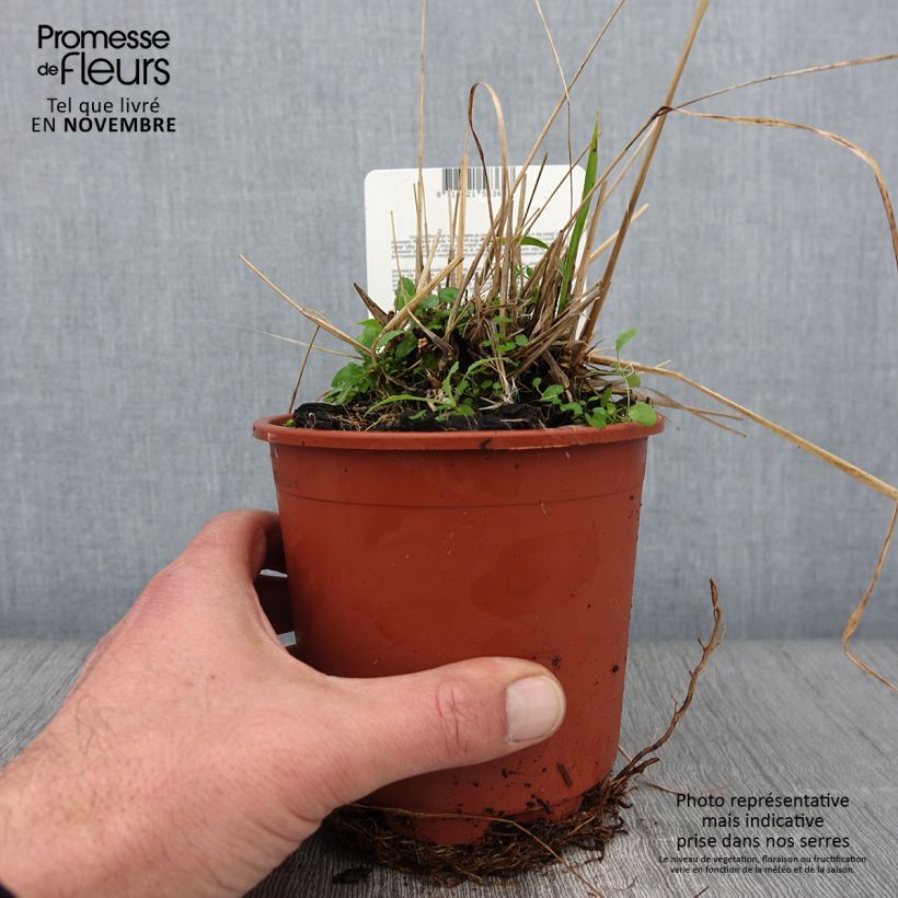 Esemplare di Molinia caerulea ssp arundinacea Fontäne Pot de 1L/1,5L come consegnato in autunno