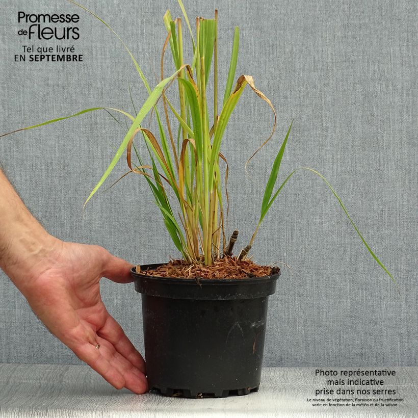 Esemplare di Molinia caerulea subsp. arundinacea Transparent Vaso da 2L/3L come consegnato in autunno