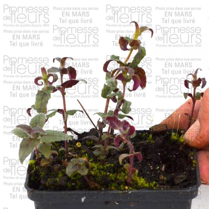 Esempio di esemplare Monarde bradburiana - Bergamote sauvage Godet de 8/9 cm come consegnato