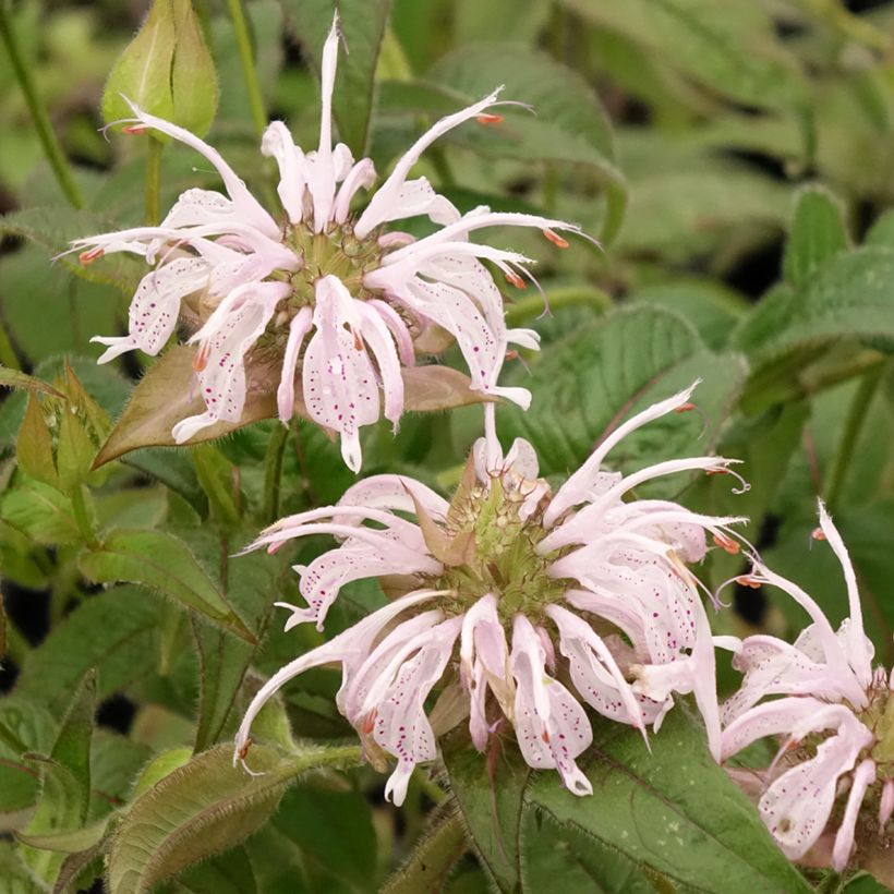 Monarda bradburiana - Monarda (Fioritura)
