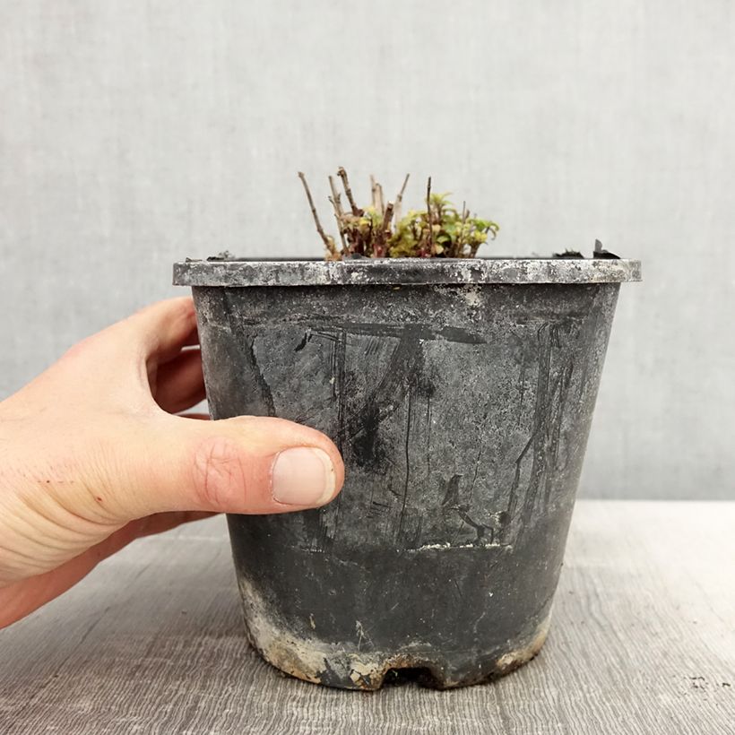 Example of Monarda didyma Cranberry Lace - Monarda Vaso da 1,5L/2L as you get in printemps