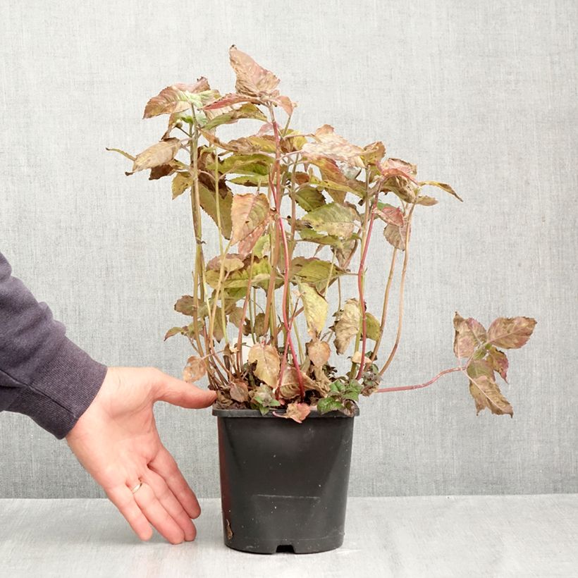 Esemplare di Monarda didyma Pink Supreme - Monarda Vaso da 1,5L/2L come consegnato in autunno