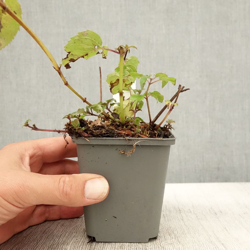 Esemplare di Monarde Feuerschopf - Bergamote rouge intense. Godet de 8/9 cm come consegnato in autunno