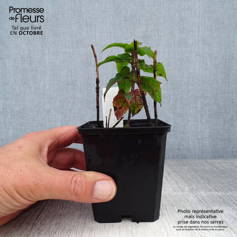 Esemplare di Monarda Petite Delight - Monarda Vasetto da 8/9 cm come consegnato in autunno