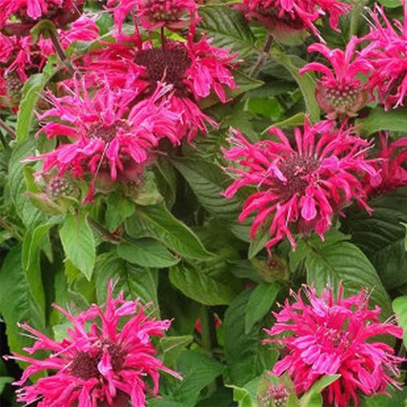 Monarda Pink Lace (Flowering)