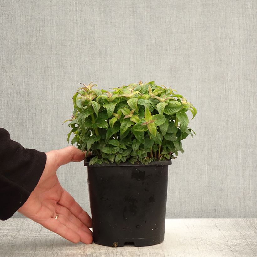 Monarda didyma Sugar Buzz Pink Frosting - Monarda Vaso da 1,5L/2L esemplare consegnato in primavera