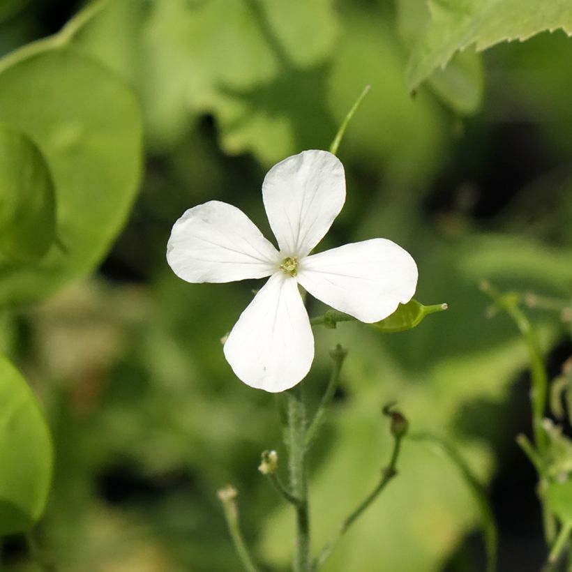Lunaria annua Alba - Moneta del Papa bianca (Fioritura)
