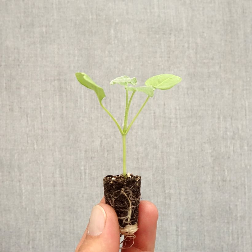 Esemplare di Lunaria annua Alba - Moneta del Papa bianca Mini zolla Ø 1,5/2,5 cm come consegnato in autunno