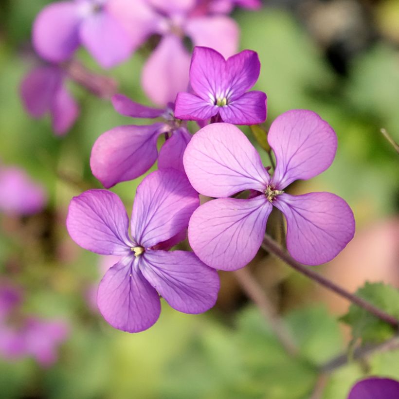 Lunaria annua - Moneta del Papa (Flowering)