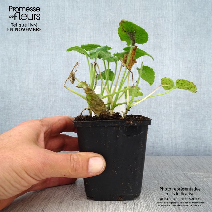 Esemplare di Monnaie du Pape - Lunaria annua Godet de 8/9 cm come consegnato in autunno