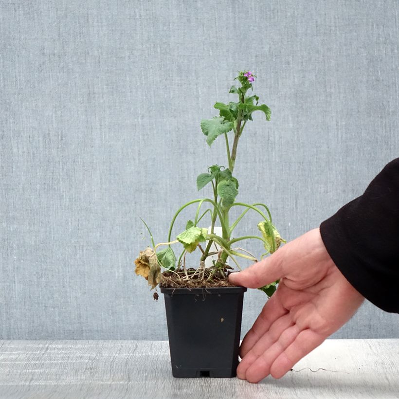 Example of Lunaria annua - Moneta del Papa Vasetto da 8/9 cm as you get in printemps