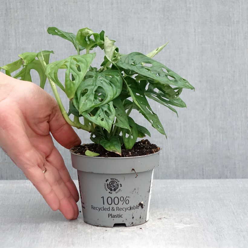 Monstera adansonii Vaso da Ø 12 cm / 13 cm esemplare consegnato in primavera