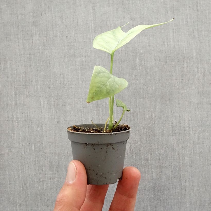 Example of Monstera Amydrium medium Silver mini-pianta as you get in printemps