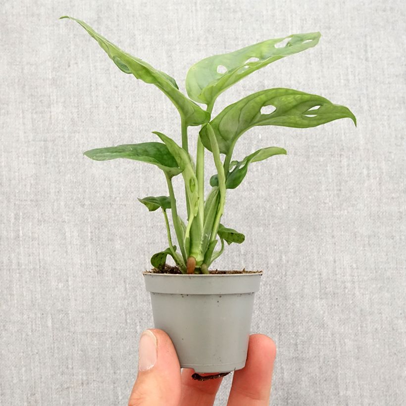 Monstera adansonii mini-pianta esemplare consegnato in primavera
