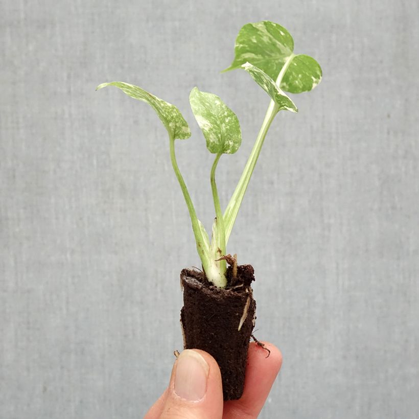 Monstera Thai Constellation mini-pianta esemplare consegnato in primavera