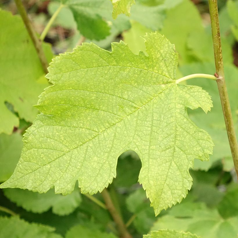 Morus acidosa Mulle - Gelso (Fogliame)