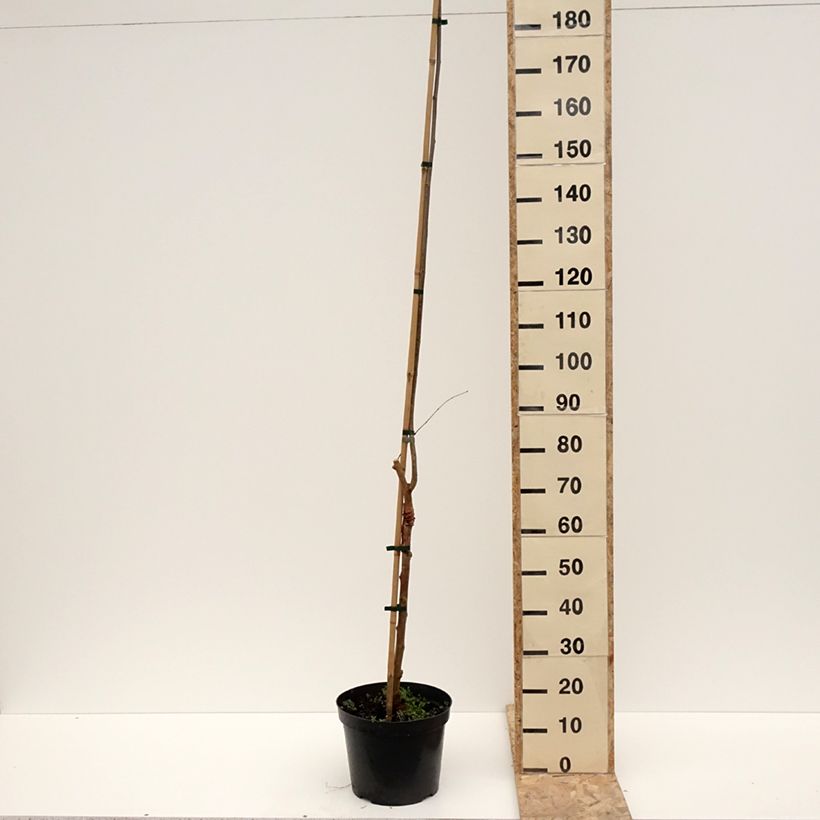 Example of Gelso comune Bistro Vaso da 4L/5L as you get in hiver