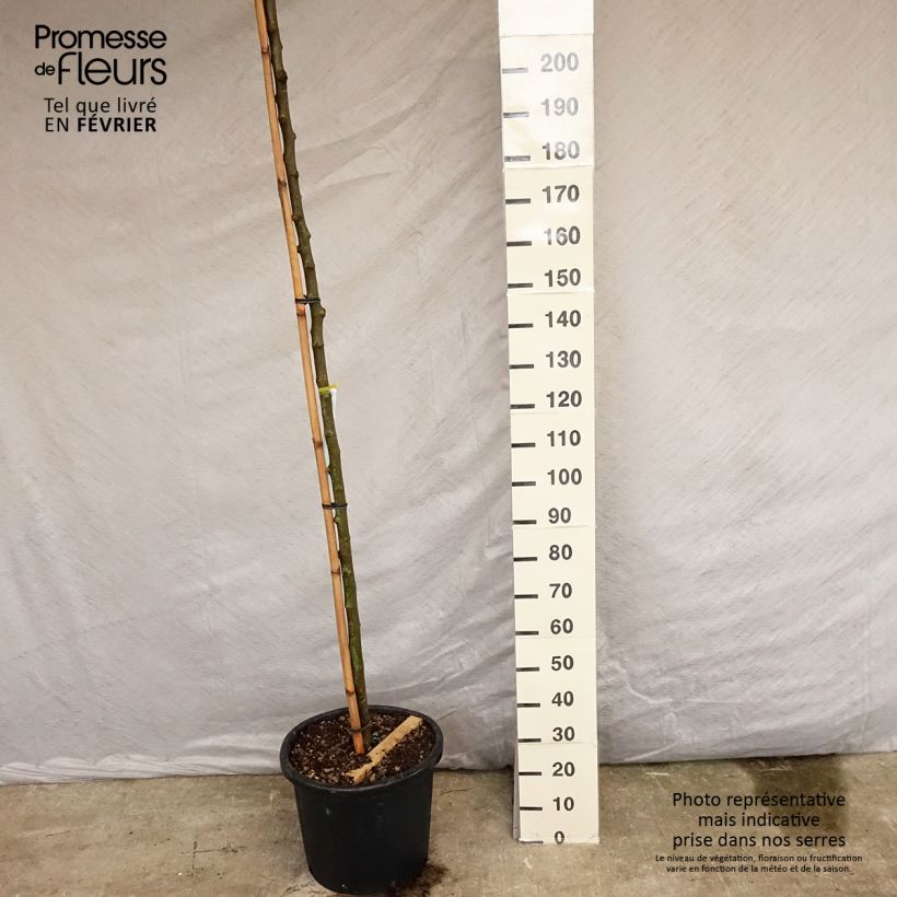 Example of Gelso comune Fruitless Vaso da 18L/20L, Vaso impalcato alto as you get in printemps