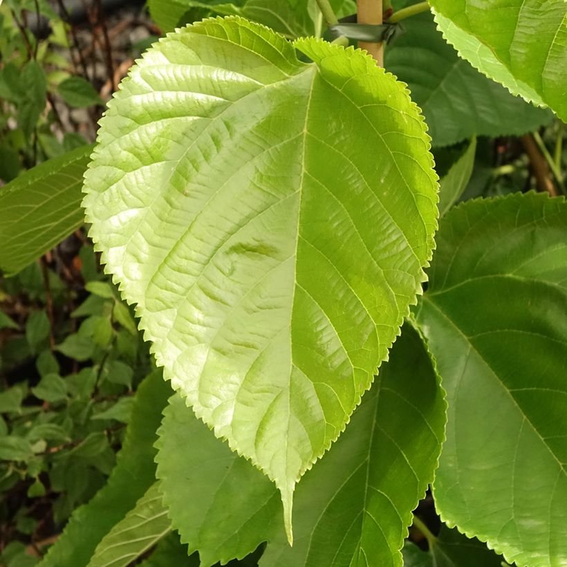 Gelso comune Giant Fruit (Foliage)