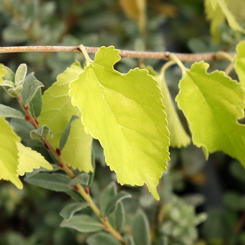 Morus alba Milanowek - Gelso bianco (Foliage)