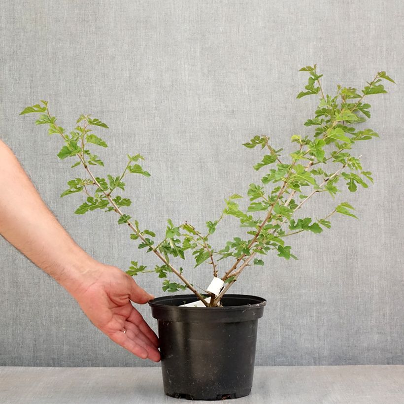 Example of Morus alba Milanowek - Gelso bianco Vaso da 3L/4L as you get in printemps