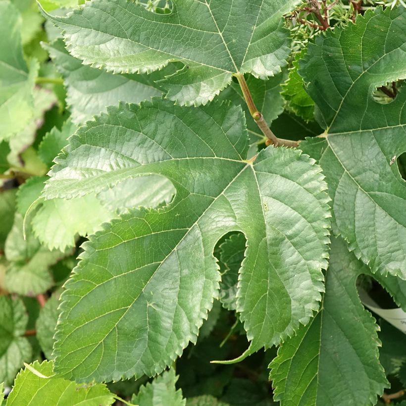 Morus alba Shin Tso - Gelso bianco (Foliage)