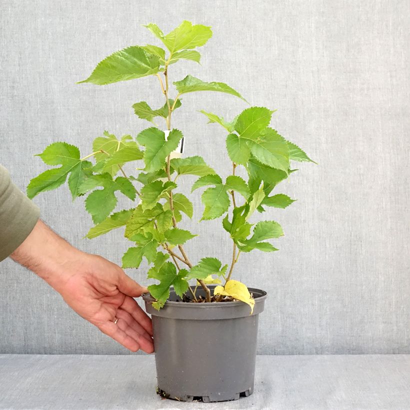 Esemplare di Morus alba Shin Tso - Gelso bianco Vaso da 3L/4L consegnato in estate