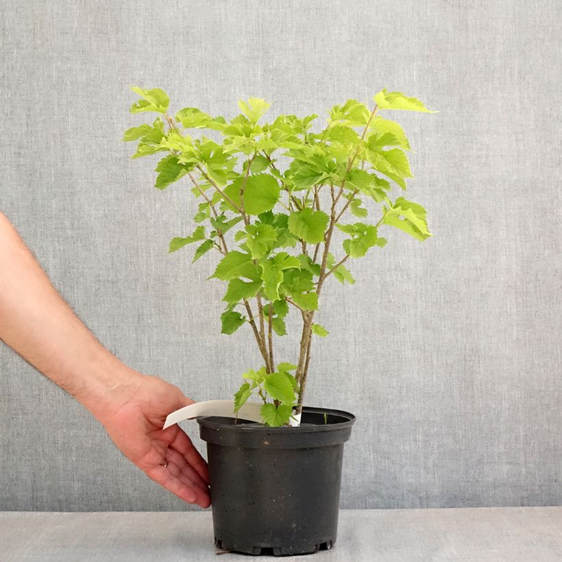 Example of Morus alba Shin Tso - Gelso bianco Vaso da 3L/4L as you get in printemps