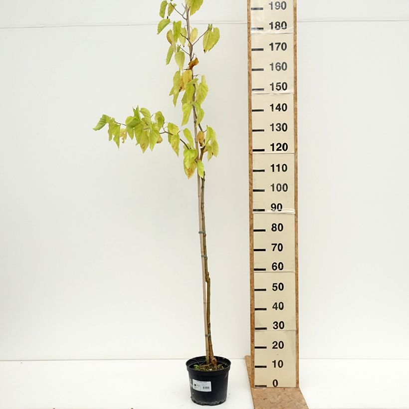 Esemplare di Gelso latifolia Spirata Vaso da 7,5L/10L consegnato in estate